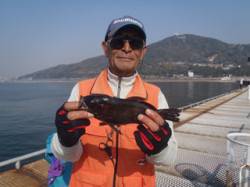 須磨海づり公園でメバル26cm、ウキ流し釣…