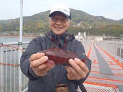 落とし込みでアイナメの釣果　須磨海づり公園…