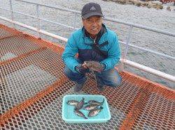 須磨海釣り公園　落とし込みでメバルの釣果