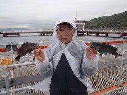 須磨海づり公園、サビキでメバル25cm&21cm