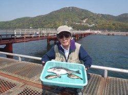 須磨海づり公園　シラサのウキ流し釣りでチヌ41cmとメバル