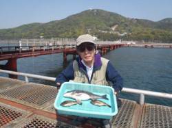 須磨海づり公園　シラサのウキ流し釣りでチヌ…