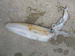 イカのウキ釣りで、キロアップのアオリイカ☆