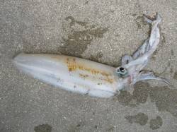 イカのウキ釣りで、キロアップのアオリイカ☆…