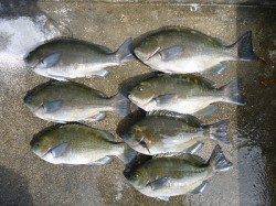 湯浅エリア、グレも好調のようです♪