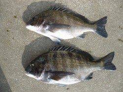 紀州釣りで良型チヌゲットしたよ♪　湯浅の磯