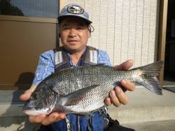 湯浅の磯のフカセ釣果　チヌ・アイゴ