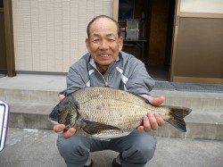湯浅の磯フカセ釣りでマダイ60cmヒット！