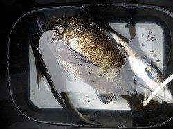 湯浅の磯のチヌは連日良型出ています