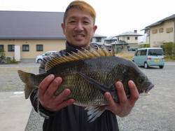 湯浅の磯のチヌは連日良型出ています