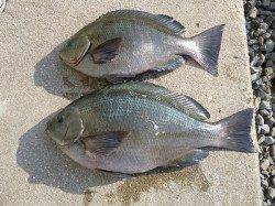 湯浅の磯でグレ45cm&40cm〜ビッグサイズあがってます！