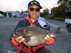 湯浅の磯でグレ45cm&40cm〜ビッグサイズあがってます！