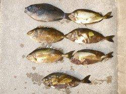 湯浅の磯のフカセ釣果〜チヌ・グレ・アイゴ