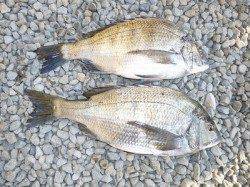 カンダイもでました！湯浅の磯でのフカセ釣果