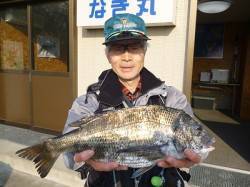 湯浅の磯でフカセ　チヌ、良型が釣れています…