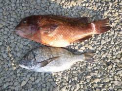 カンダイもでました！湯浅の磯でのフカセ釣果…