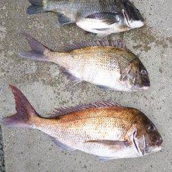 湯浅の磯でマダイ65cm・52cm&チヌ46cm