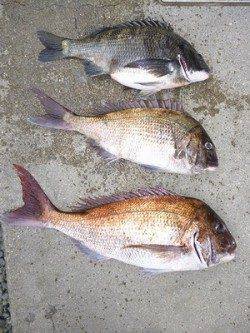 湯浅の磯でマダイ65cm・52cm&チヌ46cm