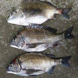 【13日】湯浅の磯フカセのチヌ釣果