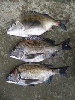 【13日】湯浅の磯フカセのチヌ釣果