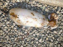 湯浅の磯のウキ釣りでアオリイカ胴長28cm