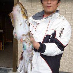 湯浅の磯エギングでアオリイカ胴長36cm