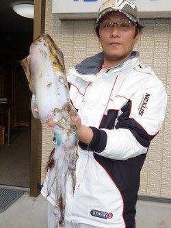 湯浅の磯エギングでアオリイカ胴長36cm