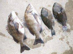 湯浅の磯フカセのチヌ・グレ釣果