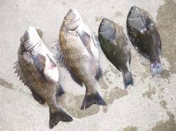 湯浅の磯フカセのチヌ・グレ釣果