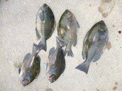湯浅の磯フカセのチヌ・グレ釣果