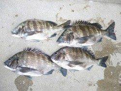 紀州釣りで良型チヌ4枚！ 湯浅の磯