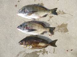 湯浅の磯のフカセ釣りでチヌ・アイゴ