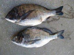 湯浅の磯のフカセ釣りでチヌ・アイゴ