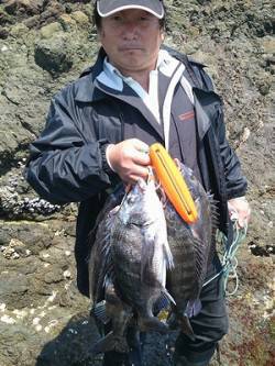 湯浅の磯、昼までに紀州釣りでチヌ10匹♪