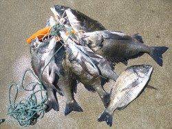 湯浅の磯、昼までに紀州釣りでチヌ10匹♪