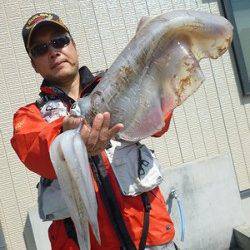 ヤエンで2キロオーバーのアオリイカが釣れています！！
