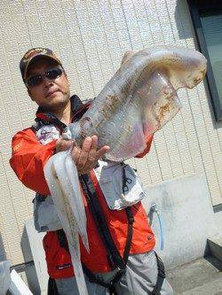 ヤエンで2キロオーバーのアオリイカが釣れています！！