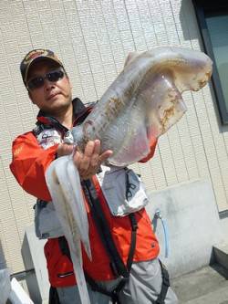 ヤエンで2キロオーバーのアオリイカが釣れて…