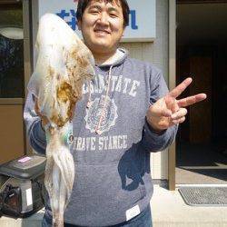 ヤエンで2キロオーバーのアオリイカが釣れています！！