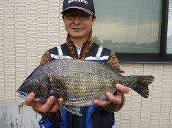 湯浅の磯の紀州釣りでチヌ～50.0cm7匹、エサはボケを使用