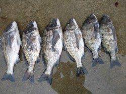 湯浅の磯フカセでマダイ69cm！チヌも良型好調