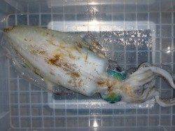 ヤエンとエギングどちらもアオリイカ釣果あります☆湯浅の磯