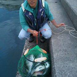 湯浅の磯の紀州釣りでチヌ～50.0cm7匹、エサはボケを使用