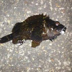 メバルのアタリあるが乗らず〜高砂港メバリングでガシラ・タケノコ