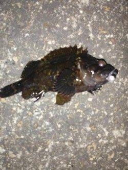 メバルのアタリあるが乗らず〜高砂港メバリングでガシラ・タケノコ