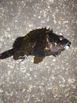 メバルのアタリあるが乗らず〜高砂港メバリン…