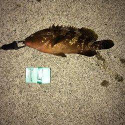 谷川漁港のメバリング&ガシリング35㎝のアコウ