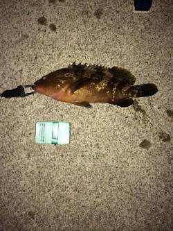 谷川漁港のメバリング&ガシリング３…