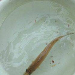 須磨の投げ釣りでキス・カレイ