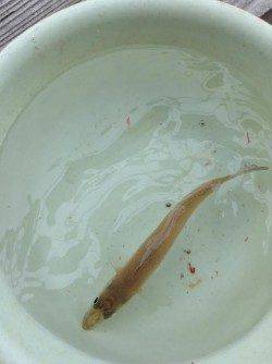 須磨の投げ釣りでキス・カレイ